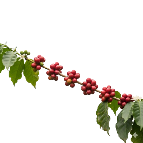 Coffee Beans on Tree